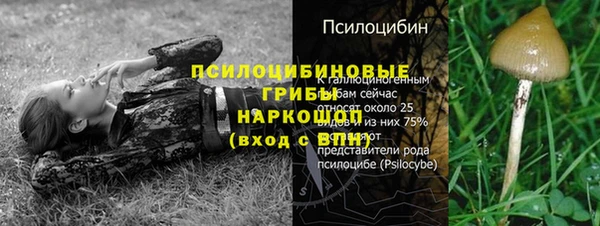 трава Белокуриха